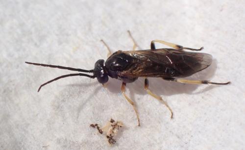 Réf. 305 126 : Nematinae inconnu